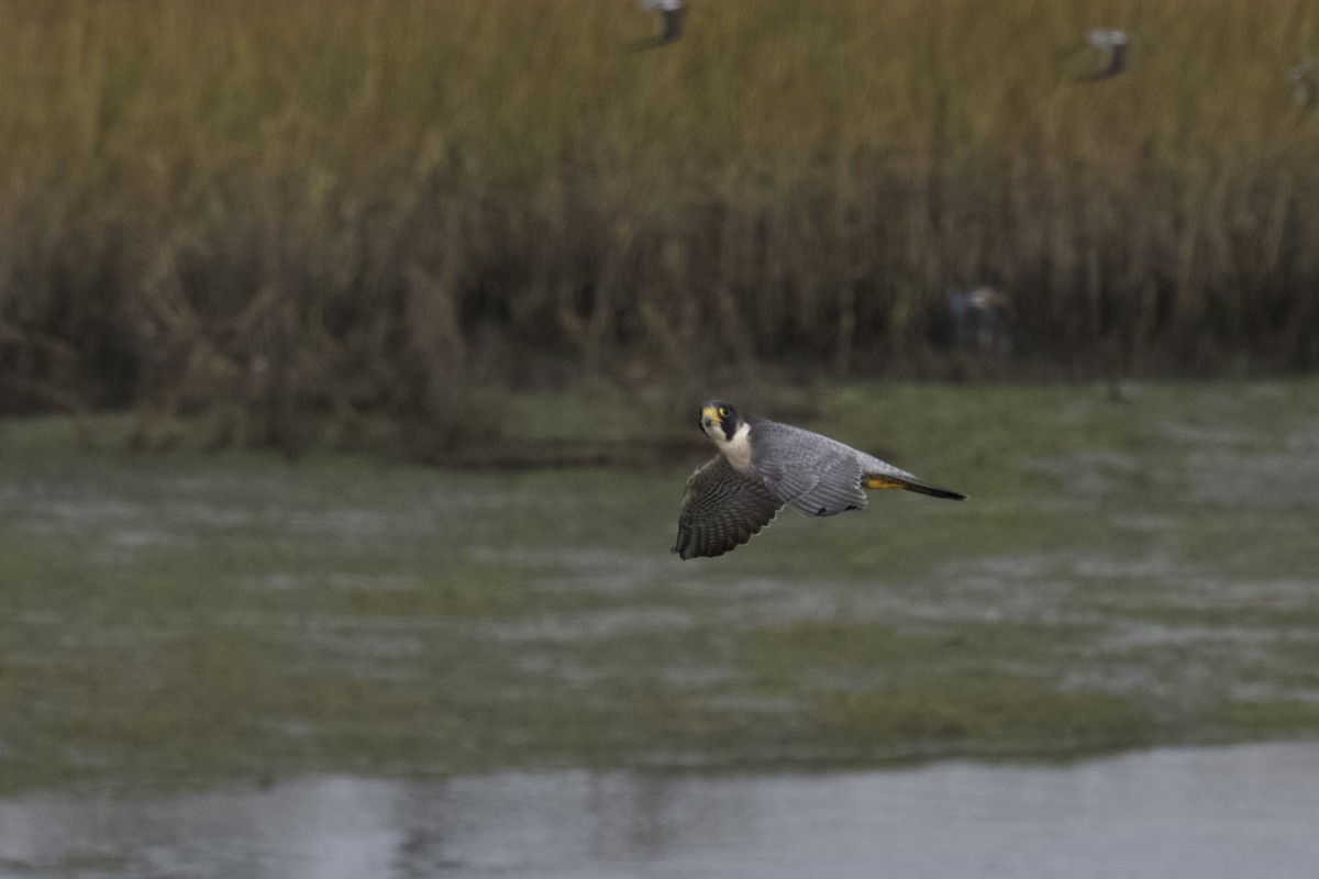 Faucon pèlerin - ML644598311