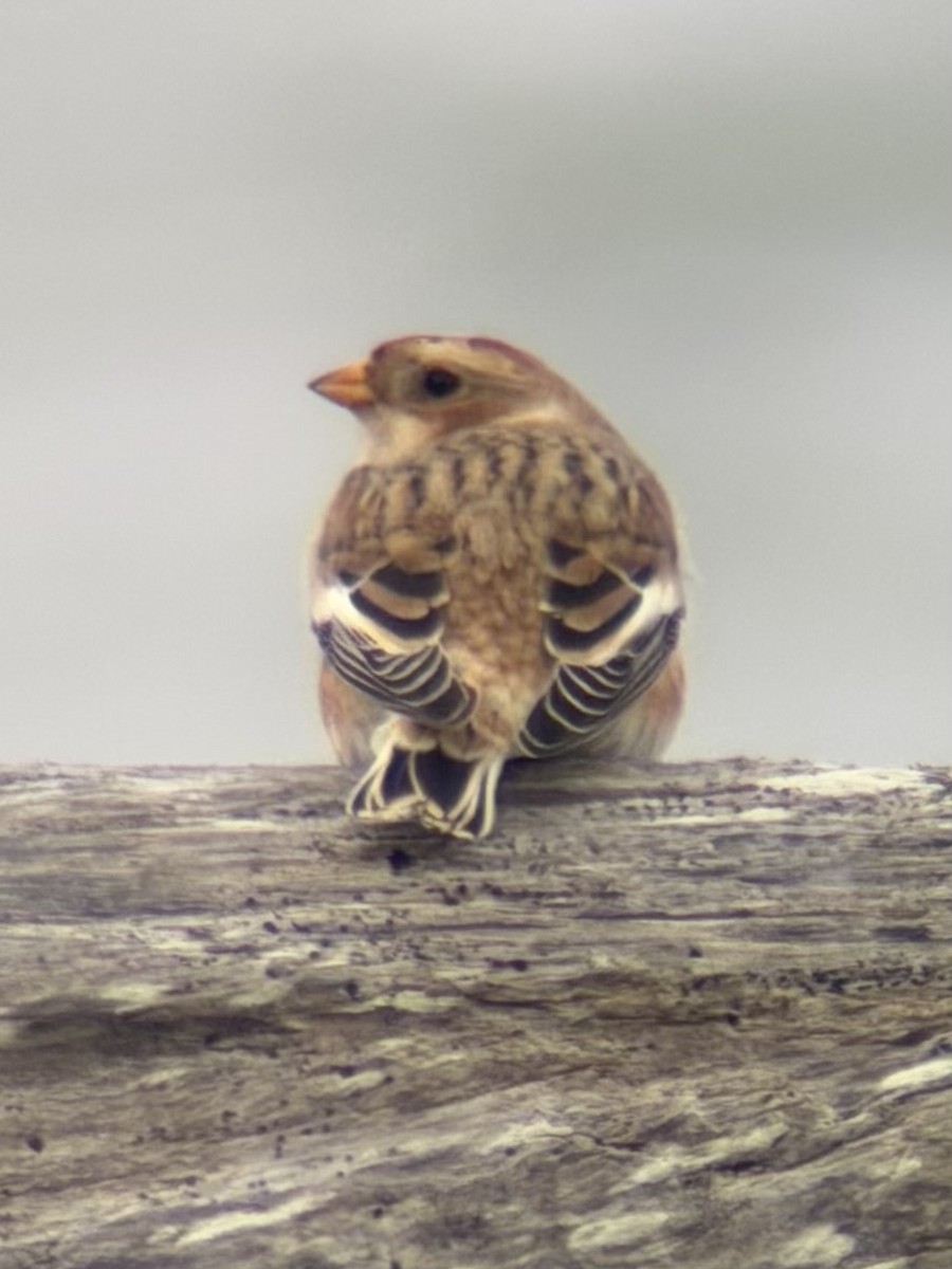 Snow Bunting - ML644598313