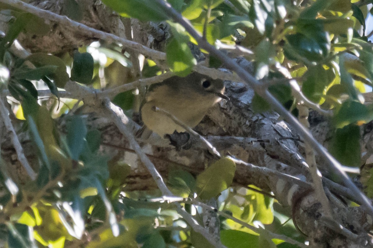 Ruby-crowned Kinglet - ML644598315