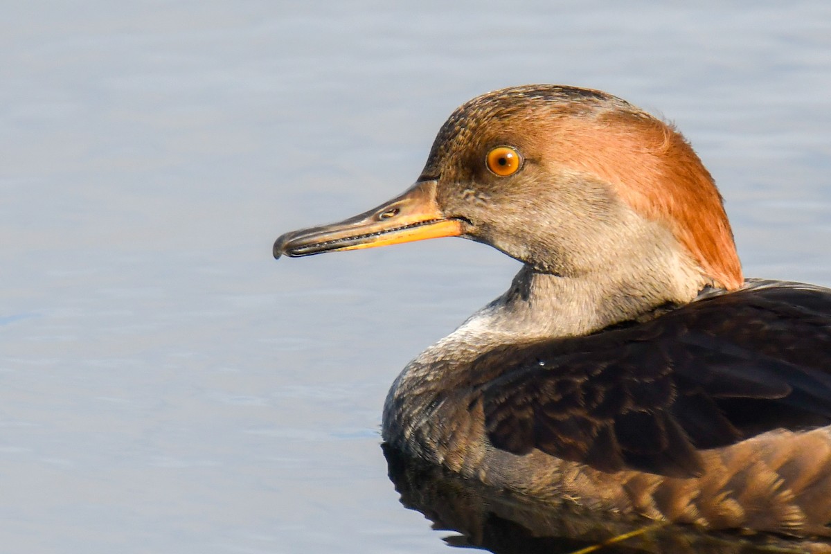 オウギアイサ - ML644598317