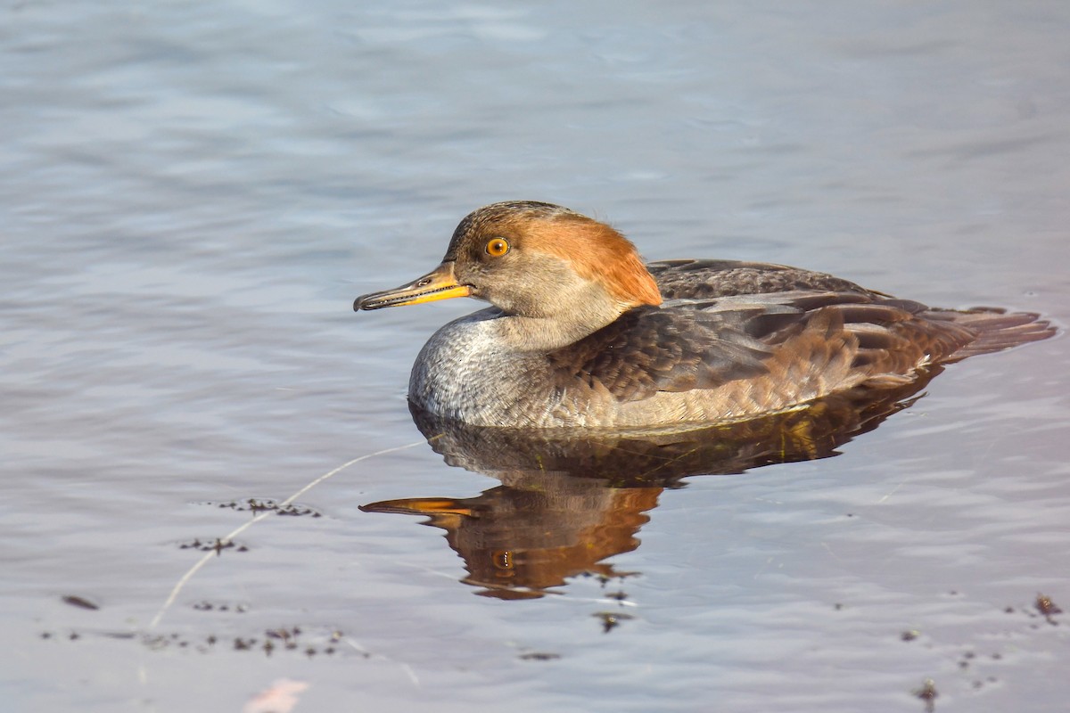 オウギアイサ - ML644598318