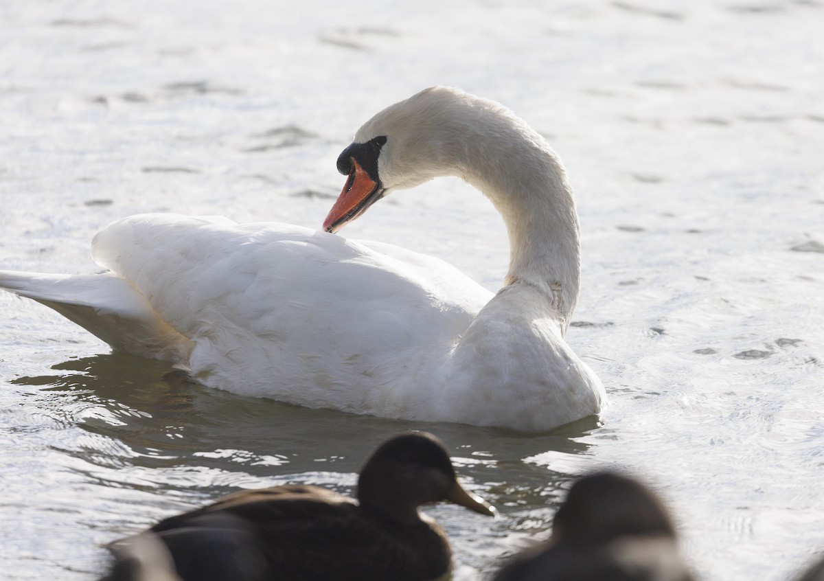 疣鼻天鵝 - ML644598319