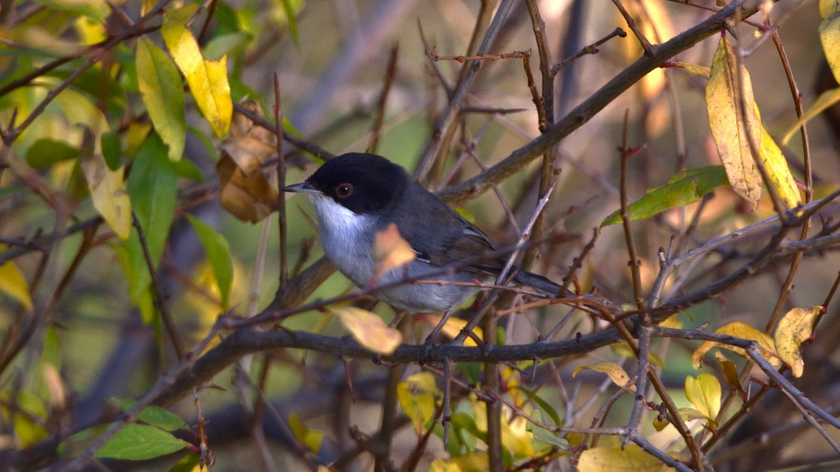 Txinbo burubeltza - ML644598321