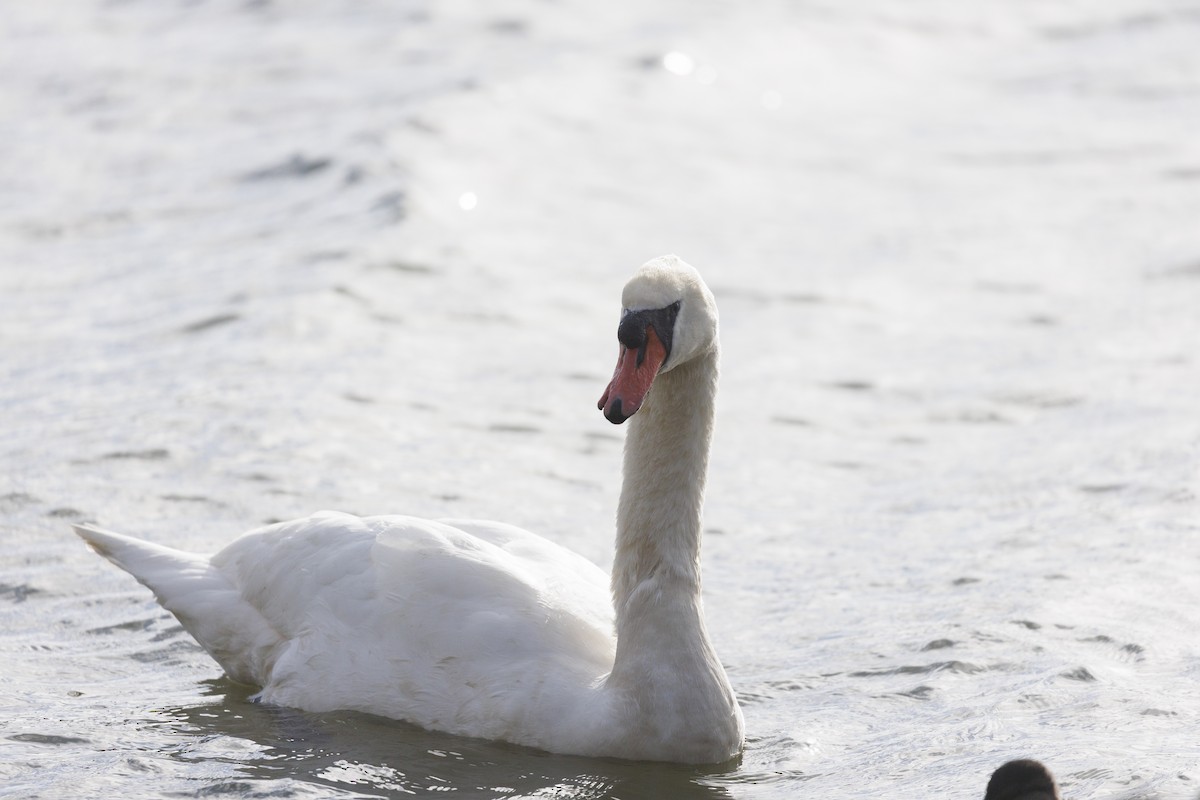 疣鼻天鵝 - ML644598325