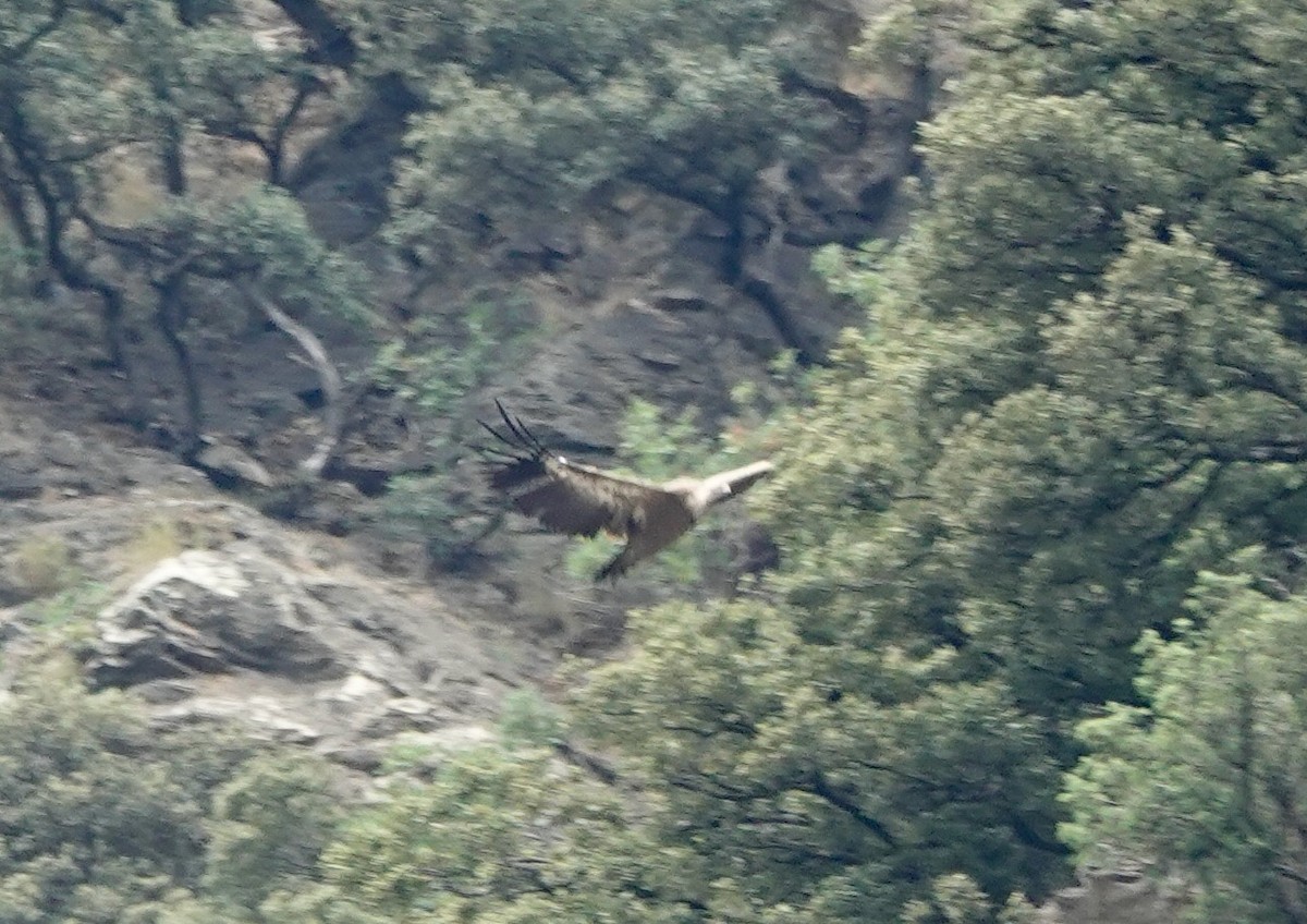 Eurasian Griffon - ML644598327