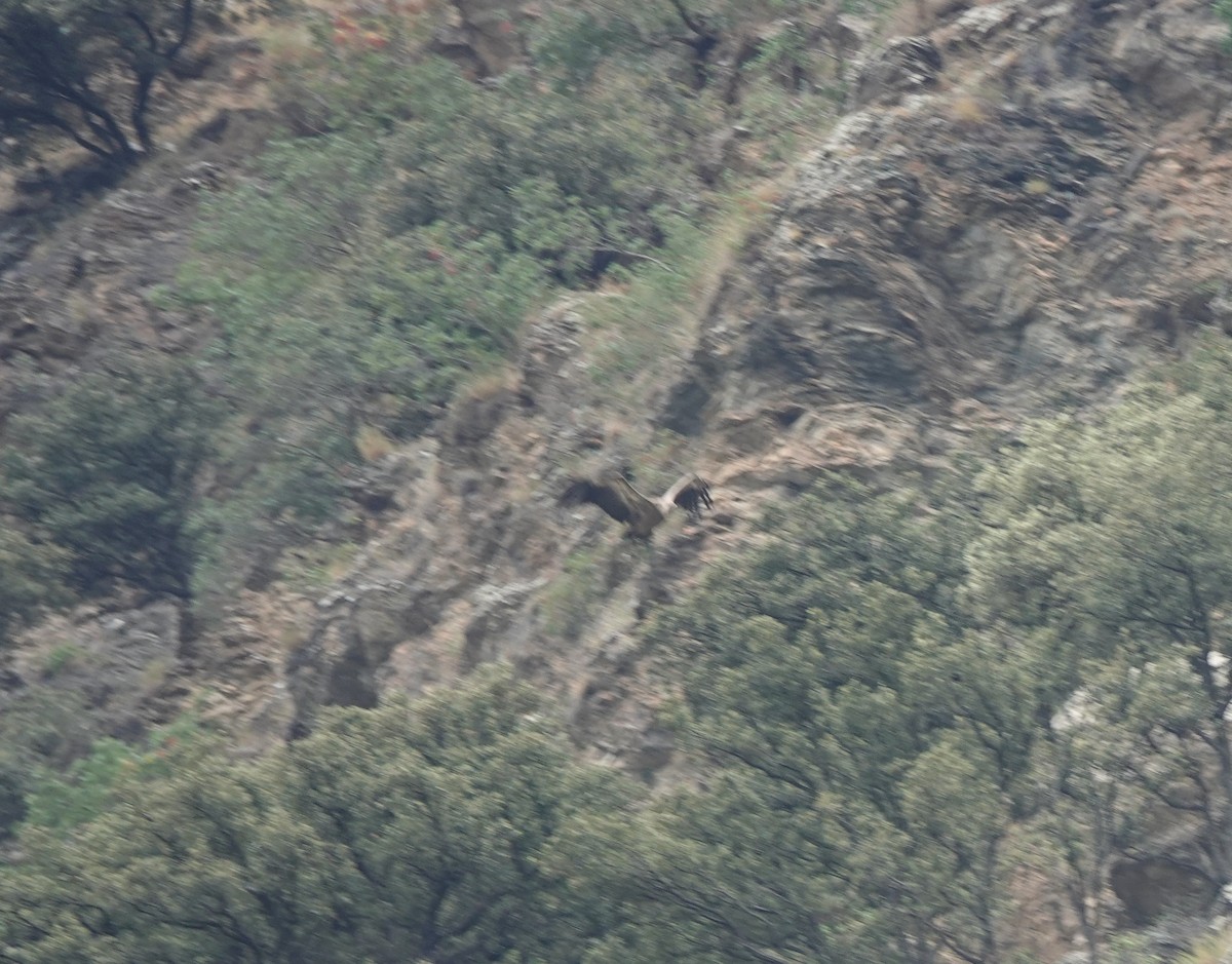 Eurasian Griffon - ML644598328