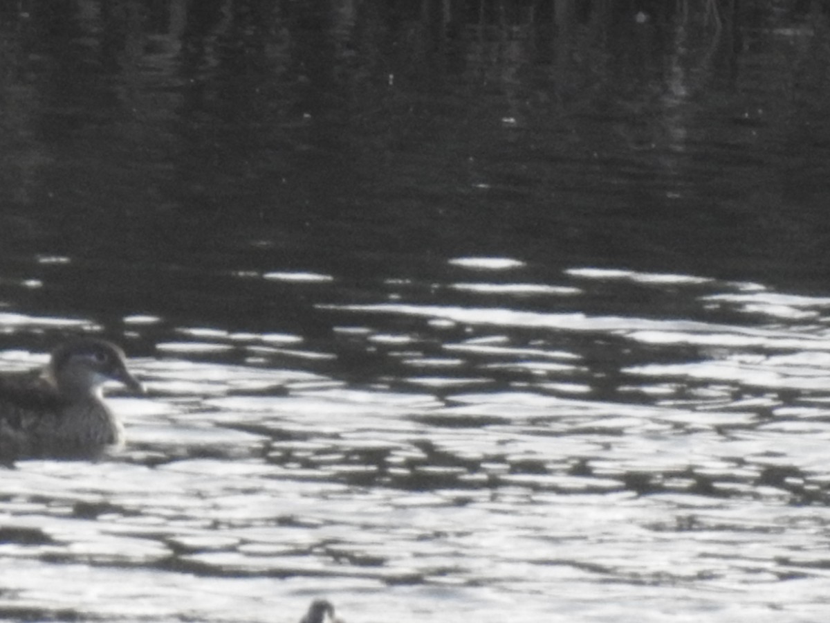 Mandarin Duck - ML644598329