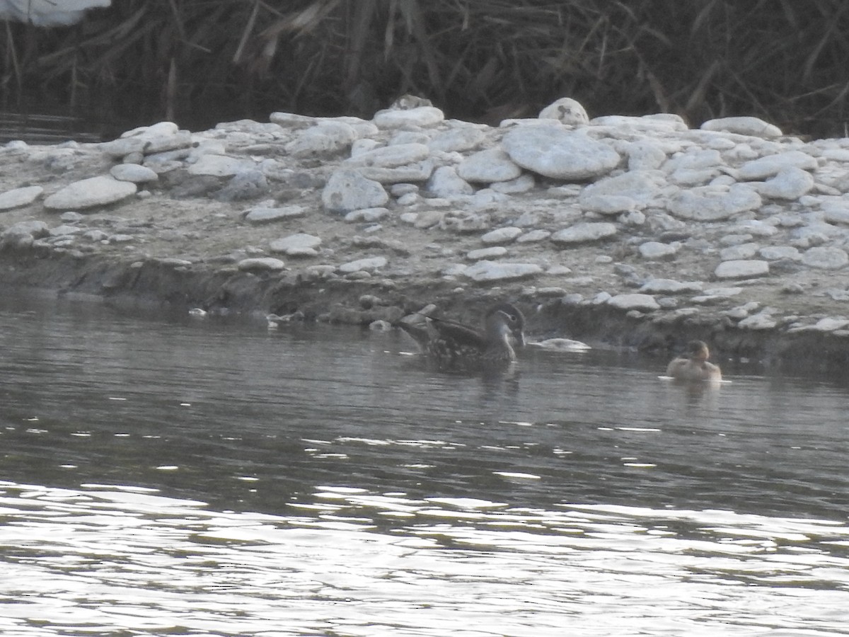 Mandarin Duck - ML644598330