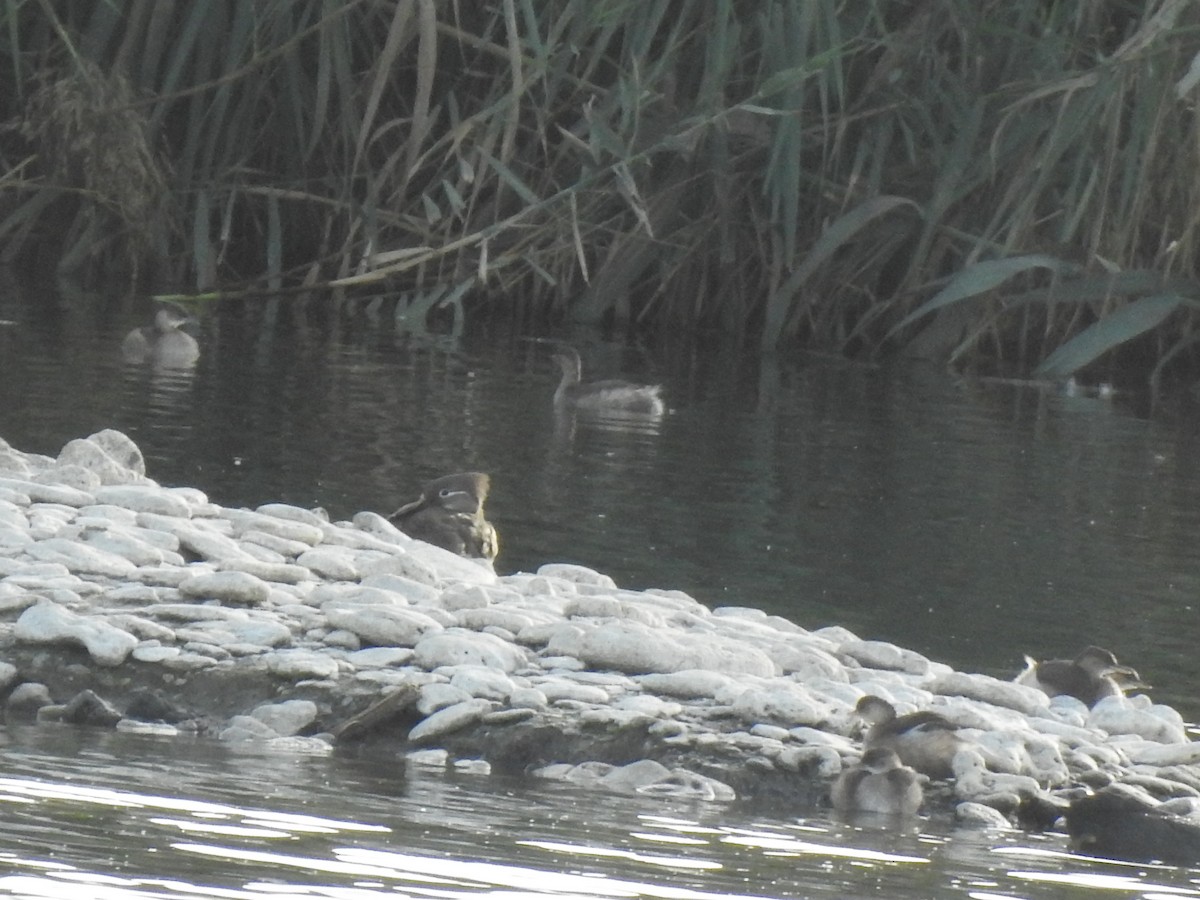 Mandarin Duck - ML644598331