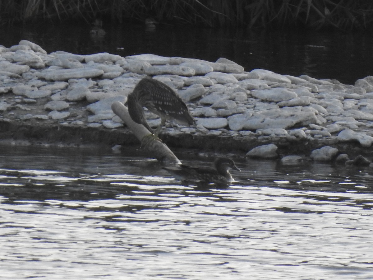 Mandarin Duck - ML644598332