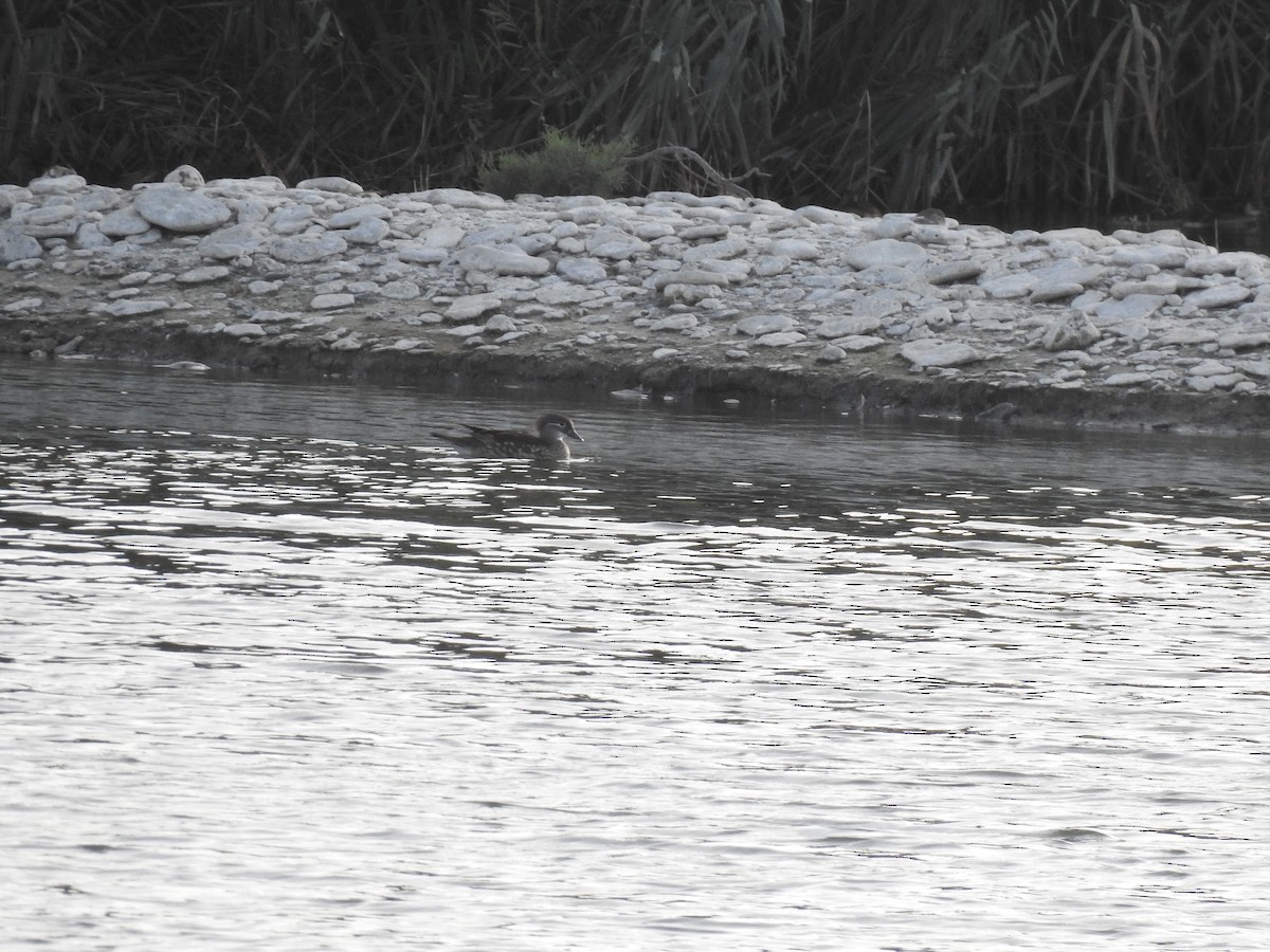 Mandarin Duck - ML644598333