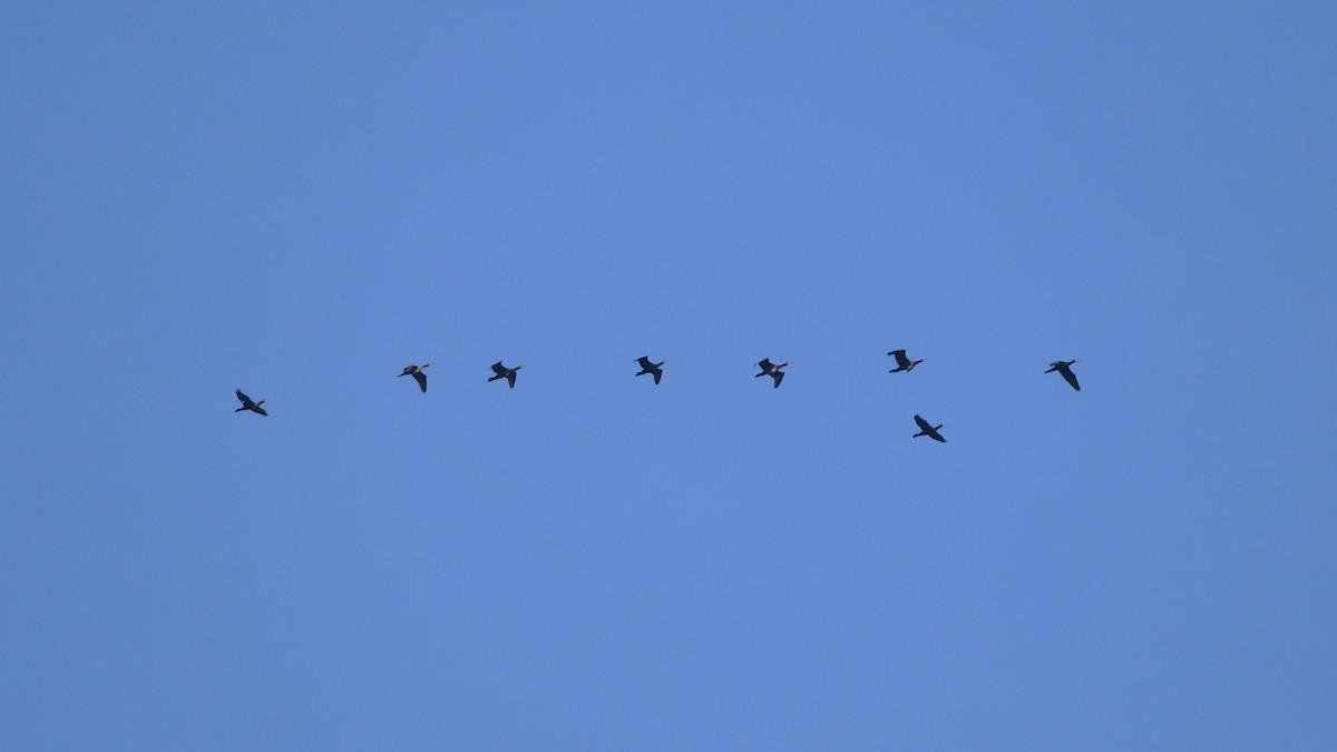 Kormoran - ML644598334