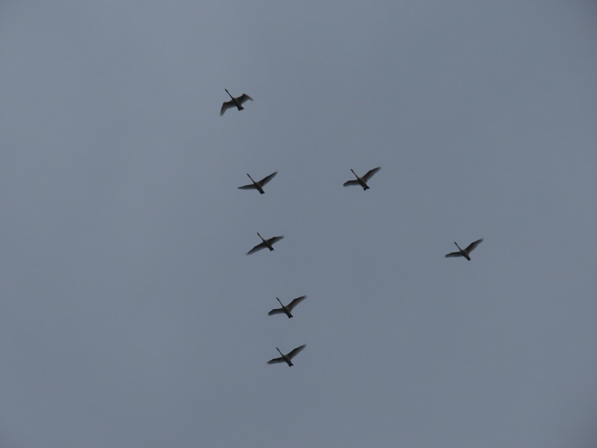 Trumpeter Swan - ML644598348