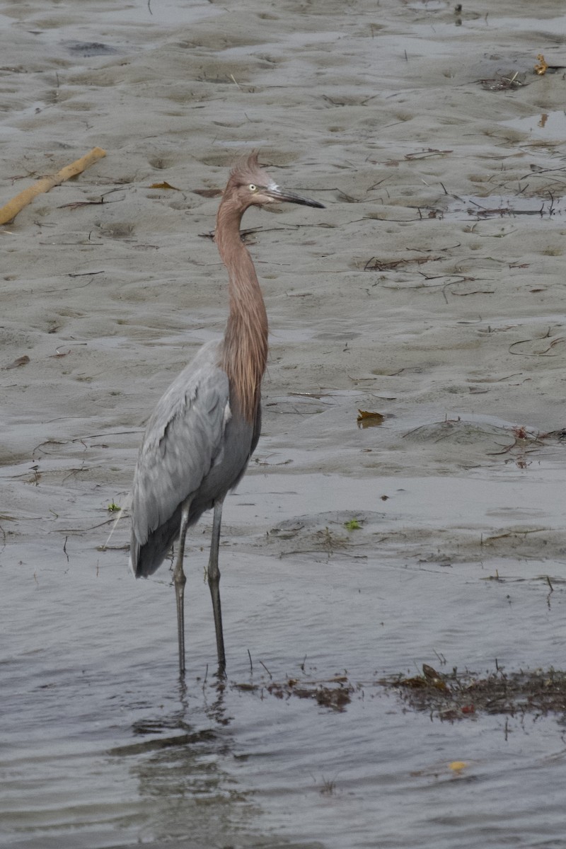 Reddish Egret - ML644598367