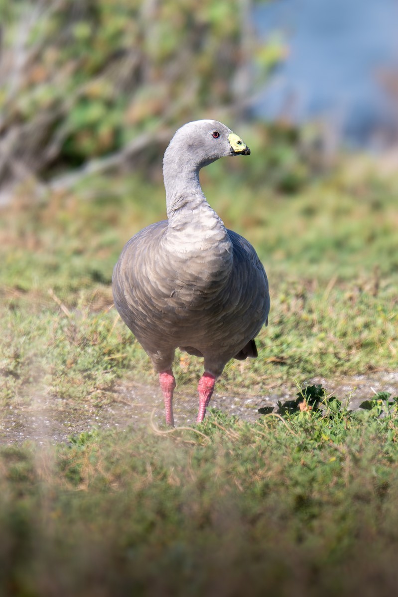 Cape Barren Goose - ML644598376