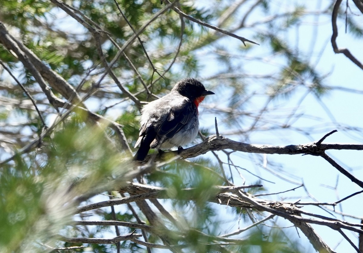 Mistletoebird - ML644598383