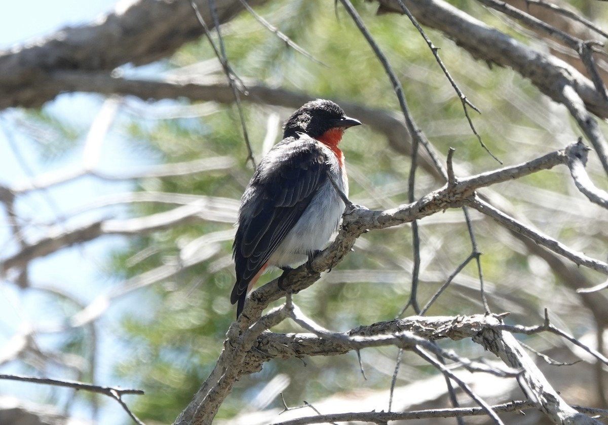 Mistletoebird - ML644598384