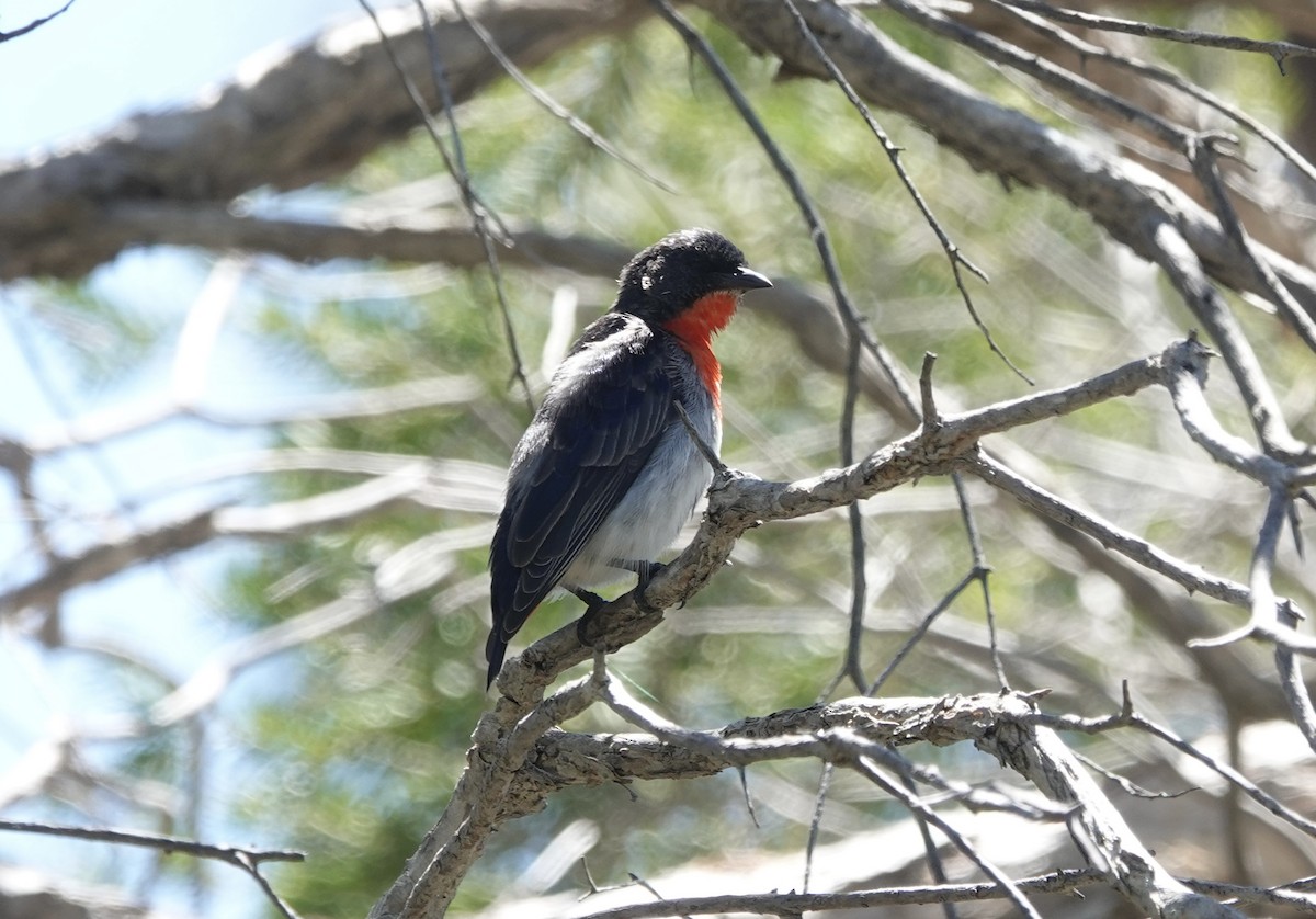 Mistletoebird - ML644598385