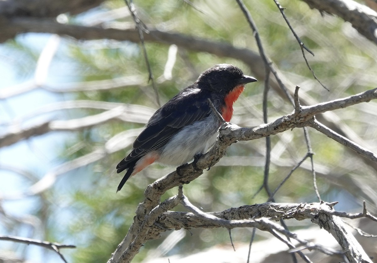 Mistletoebird - ML644598386