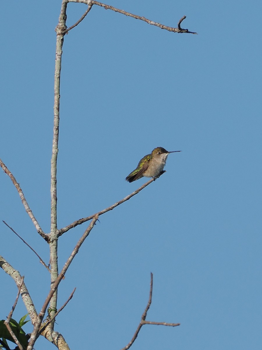 Ruby-throated Hummingbird - ML644598388