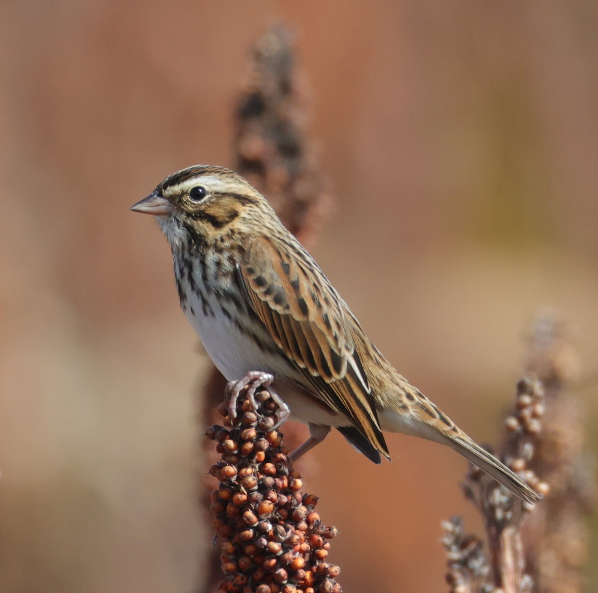 Savannah Sparrow (Savannah) - ML644598391