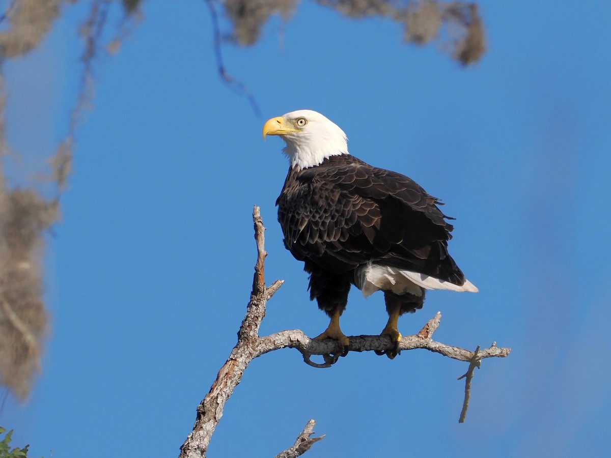 Bald Eagle - ML644598401