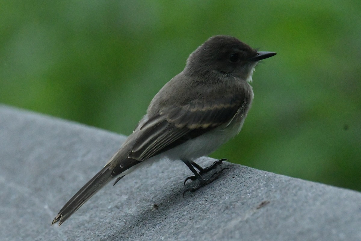 Eastern Phoebe - ML644598403