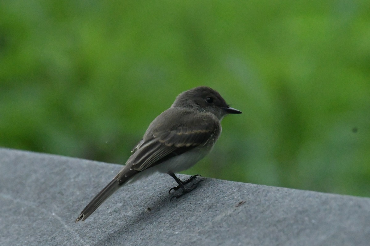 Eastern Phoebe - ML644598409