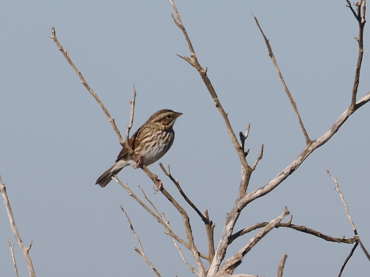 Savannah Sparrow - ML644598415