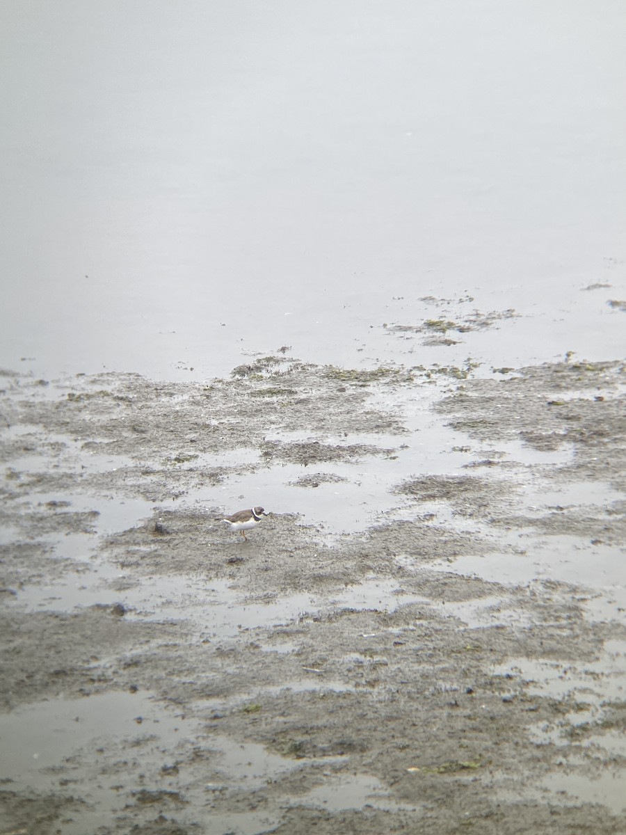 Semipalmated Plover - ML644598416