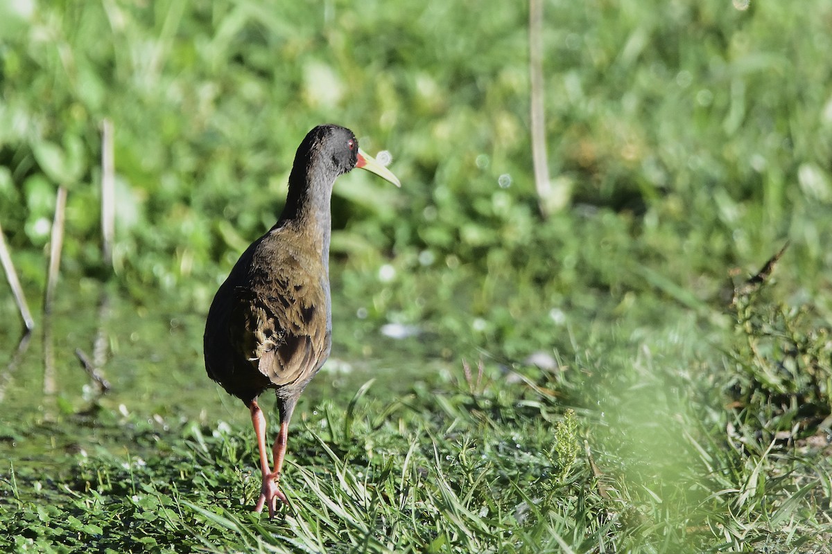 Plumbeous Rail - ML644598417