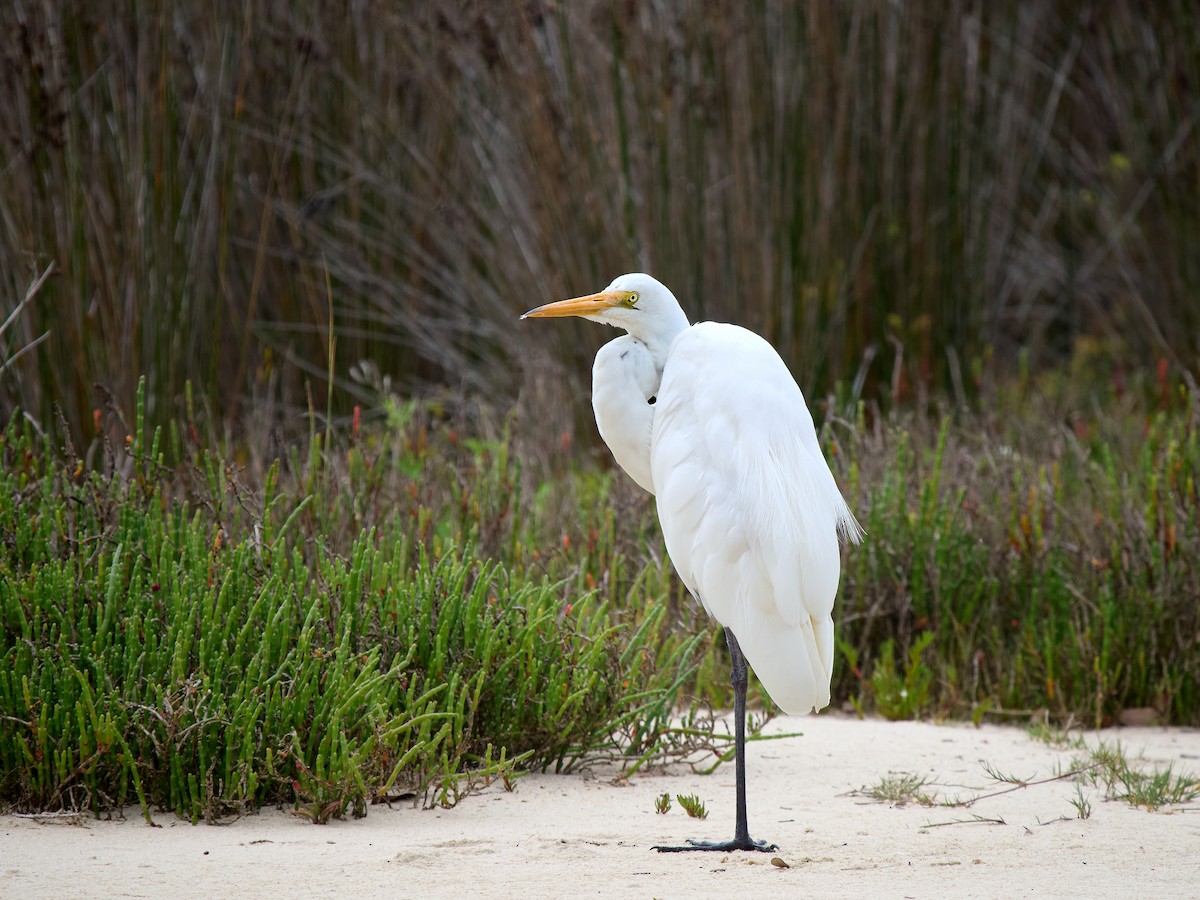 Great Egret - ML644598419