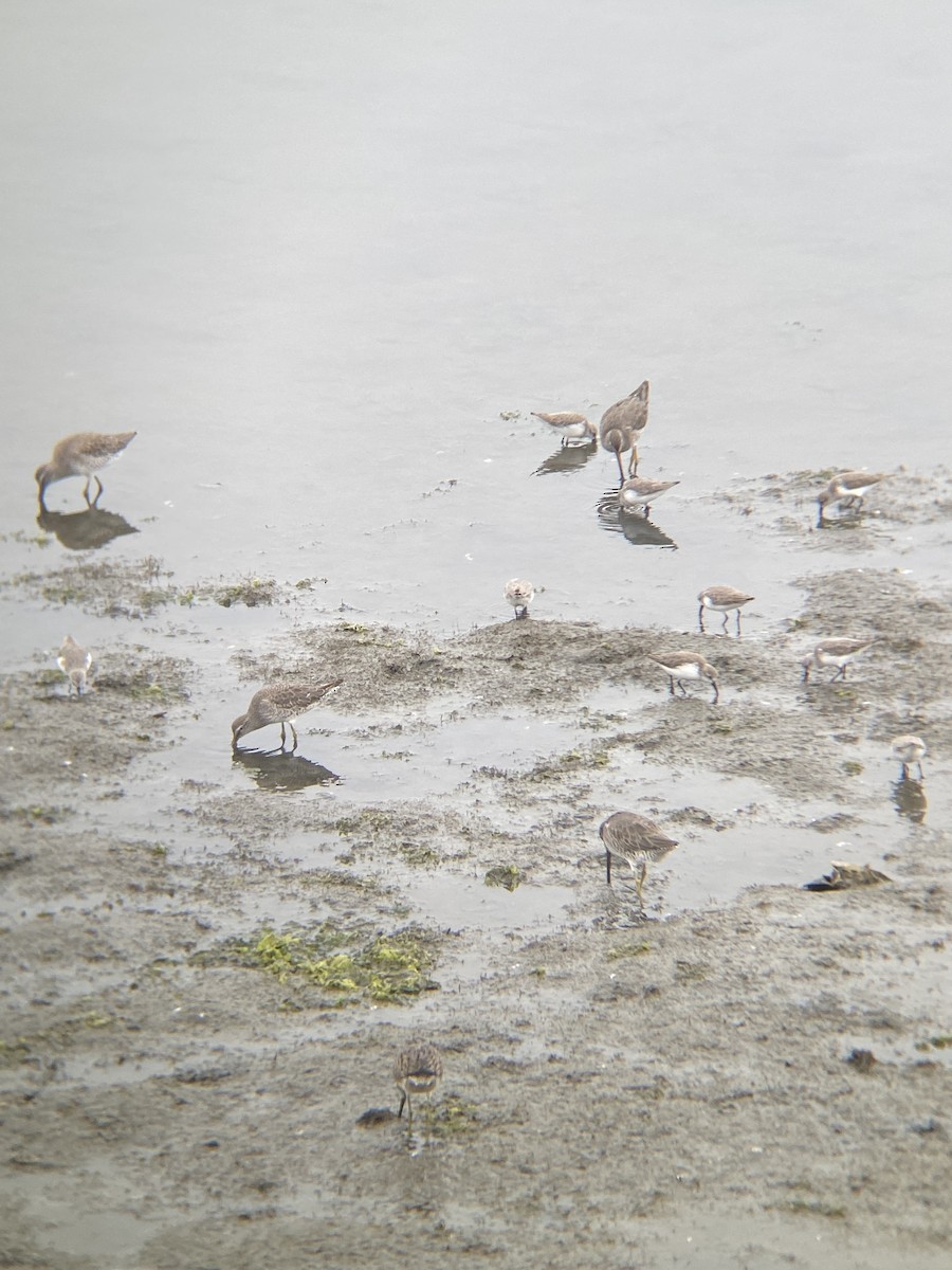 Short-billed/Long-billed Dowitcher - ML644598420