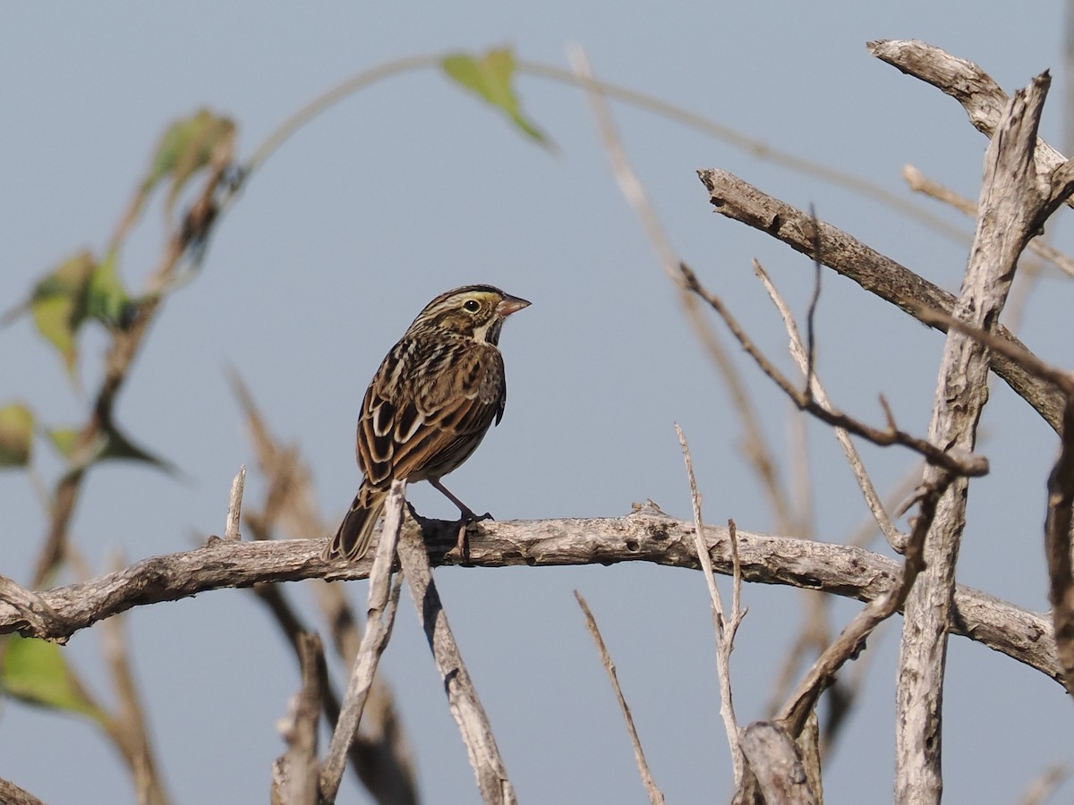 Savannah Sparrow - ML644598423