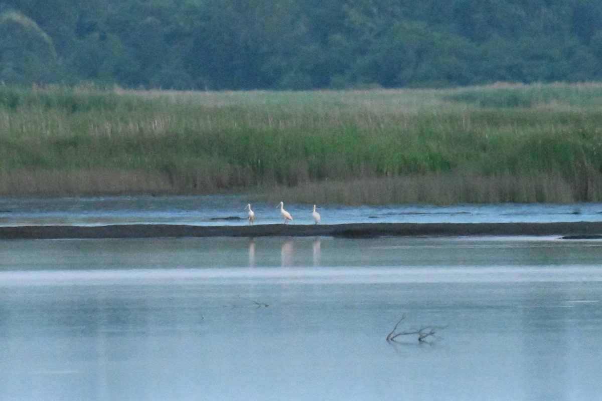 Roseate Spoonbill - ML644598424
