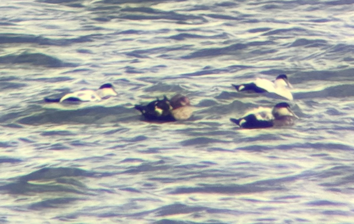 King Eider - ML644598425