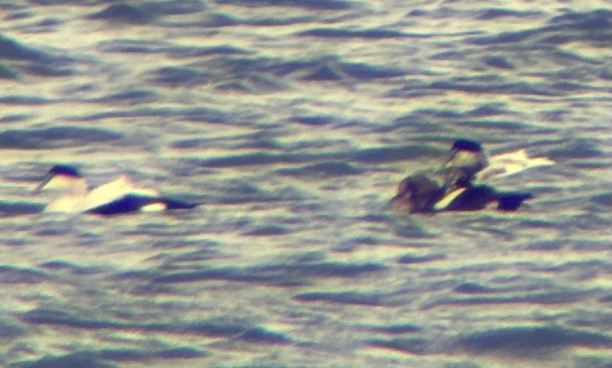 King Eider - ML644598426