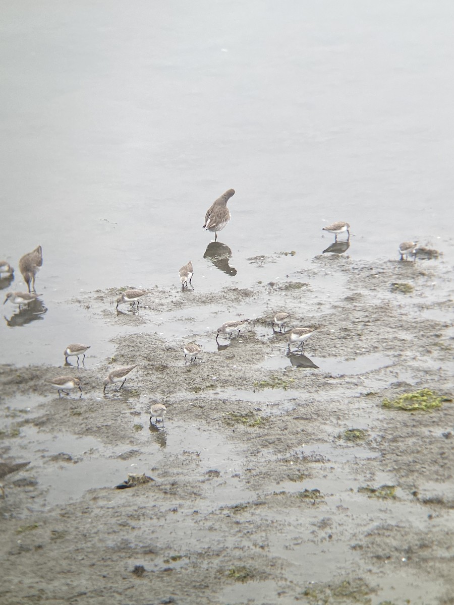 Western Sandpiper - ML644598427