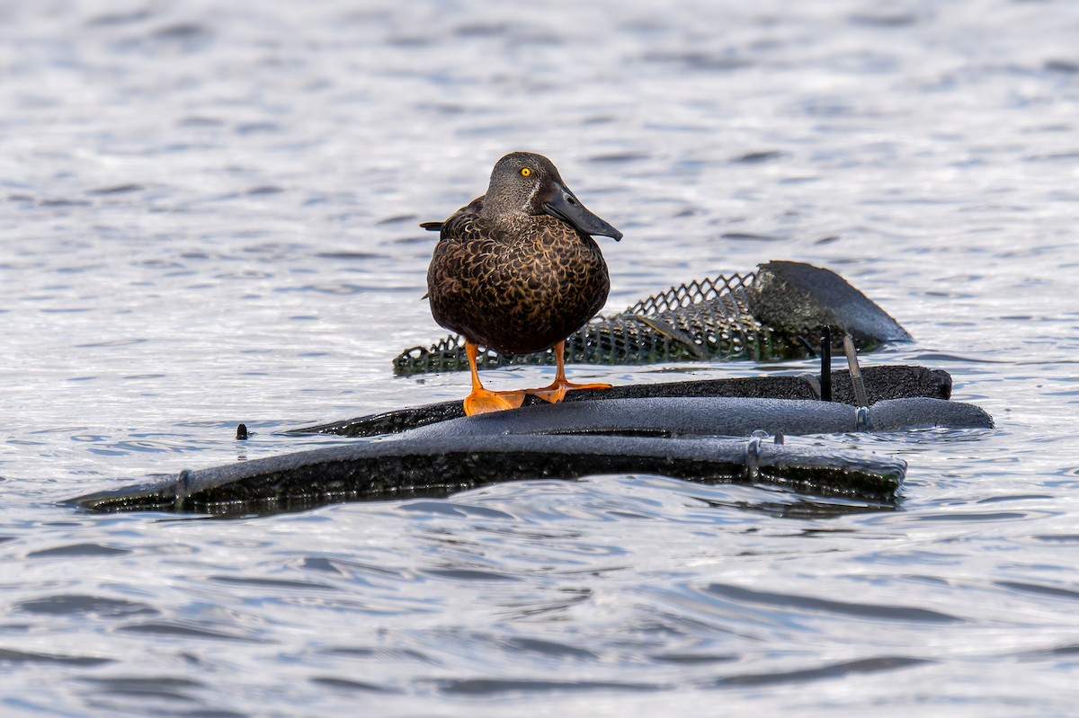 Canard bridé - ML644598429