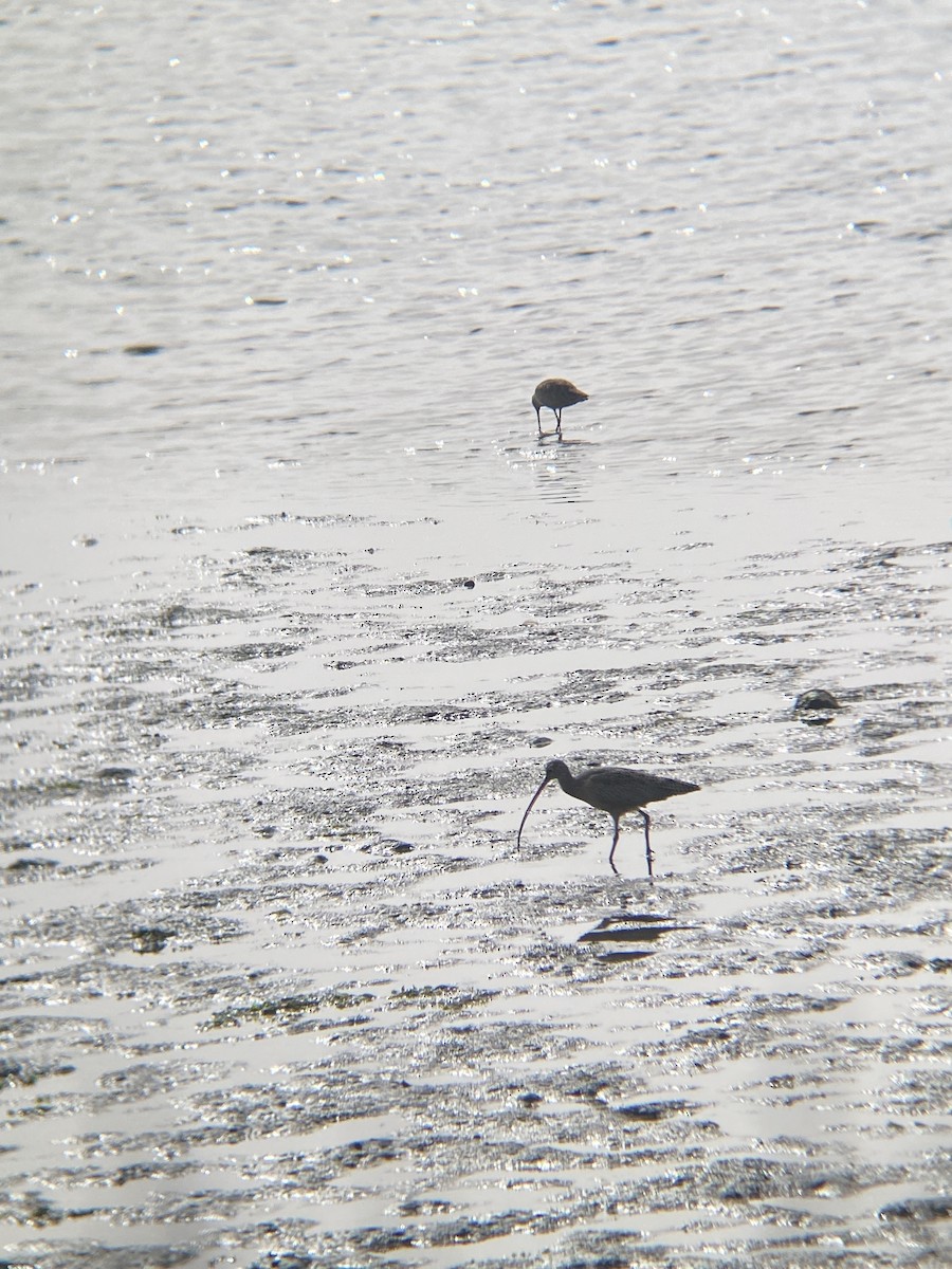Long-billed Curlew - ML644598430
