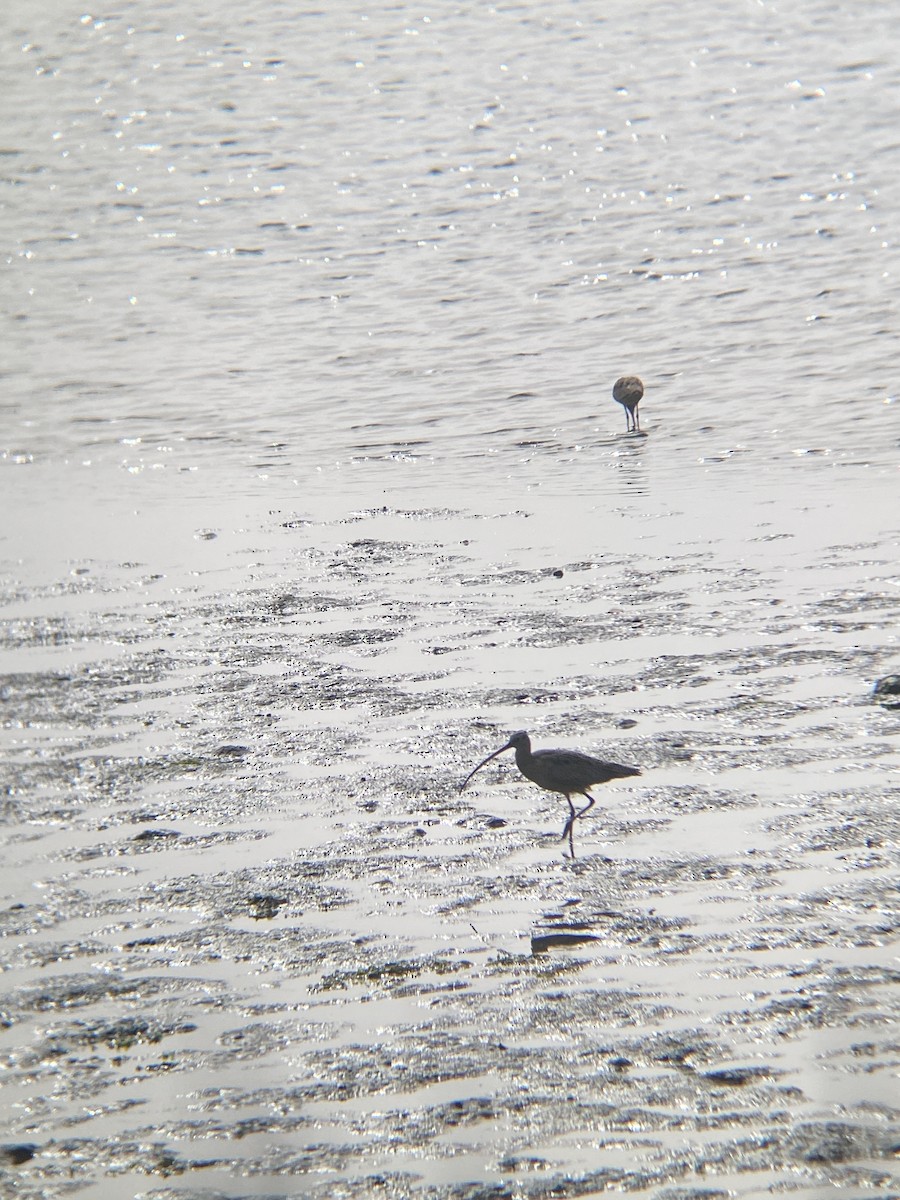 Long-billed Curlew - ML644598431