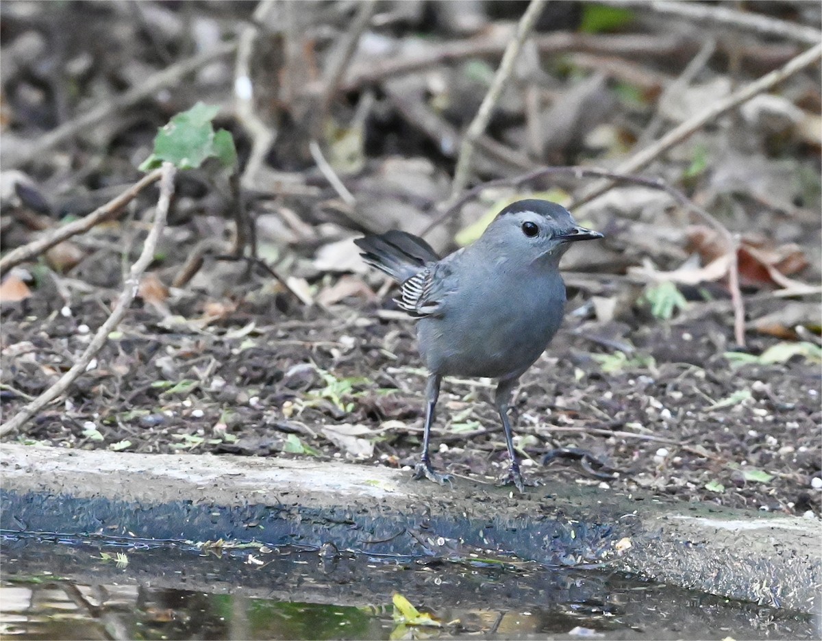 Gray Catbird - ML644598433