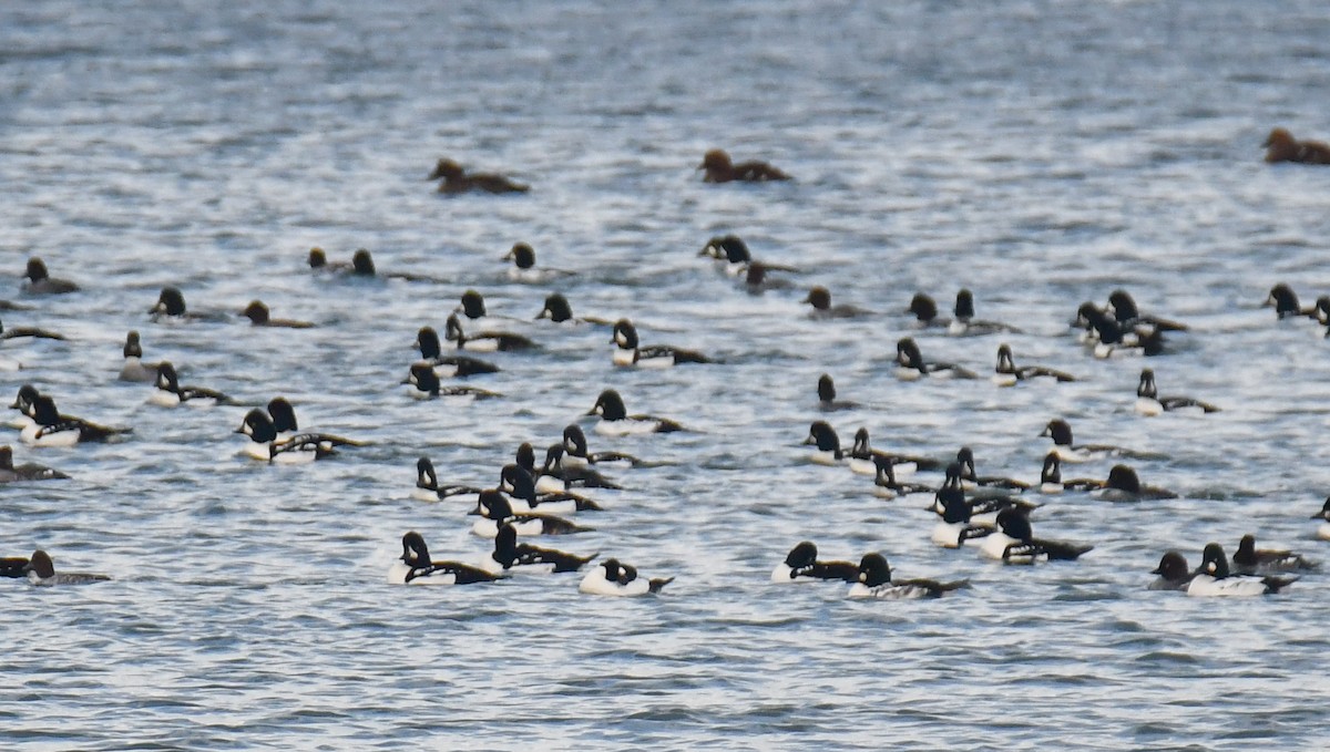 Barrow's Goldeneye - ML644598434