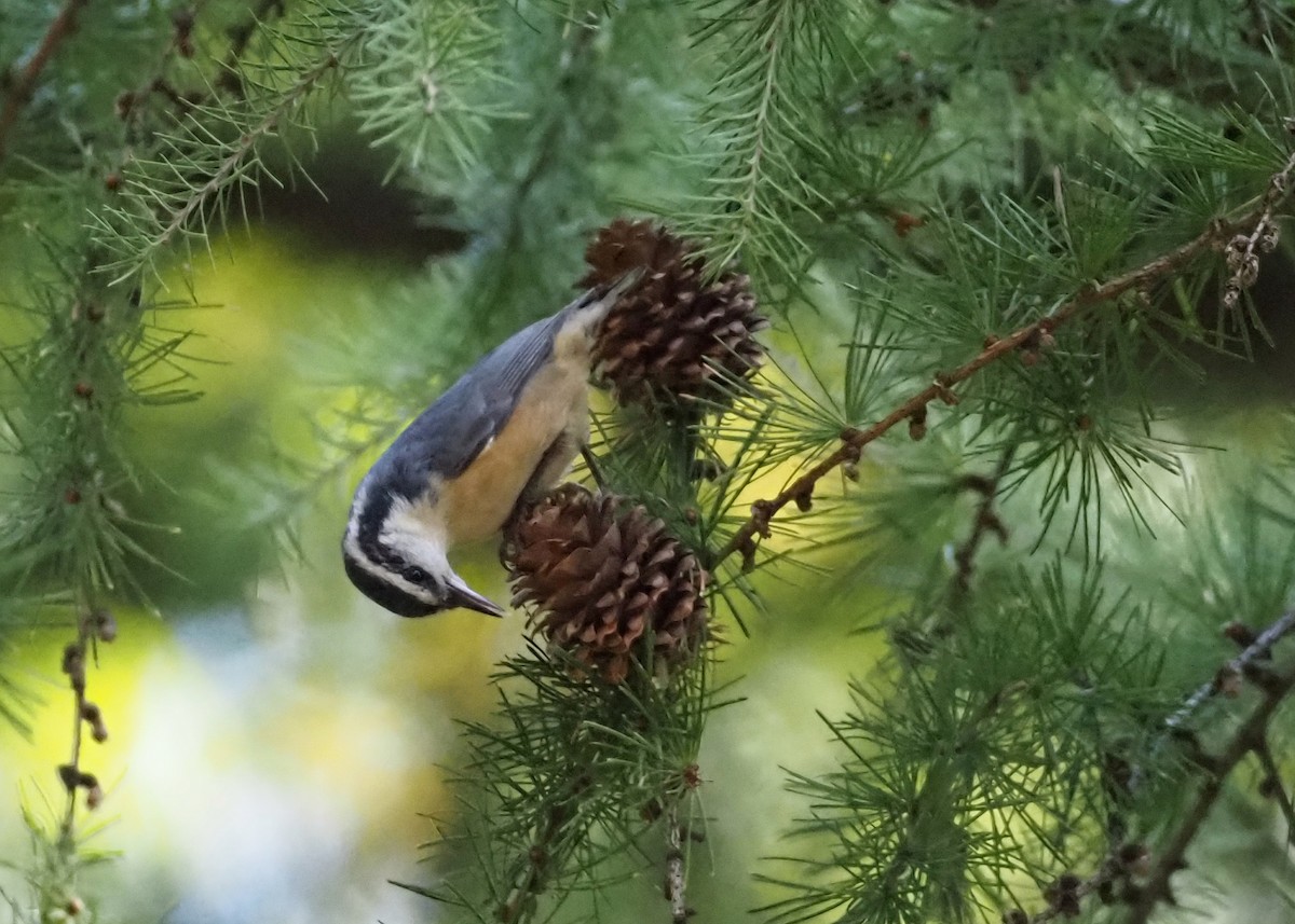 Red-breasted Nuthatch - ML644598435