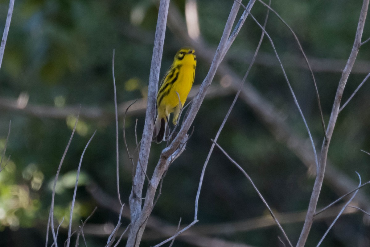 Prairie Warbler - ML644598436