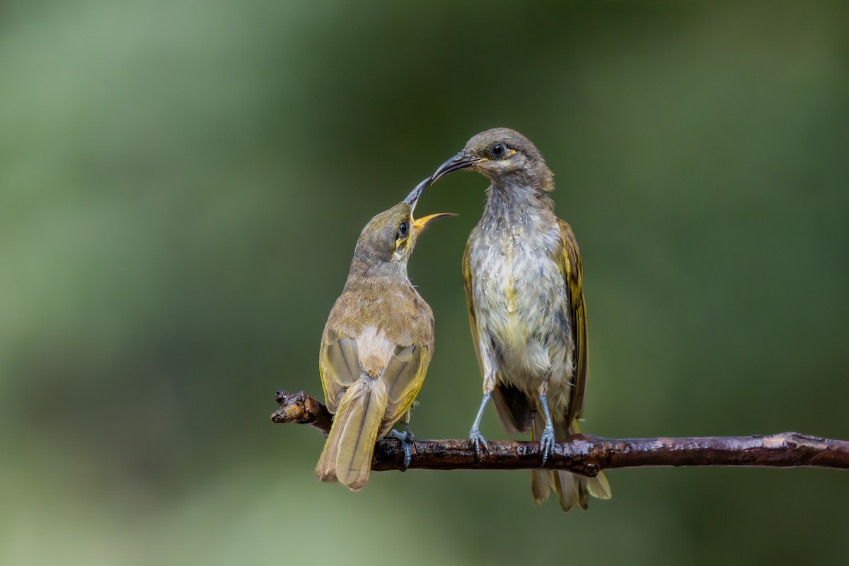 medosavka hnědavá - ML644598437