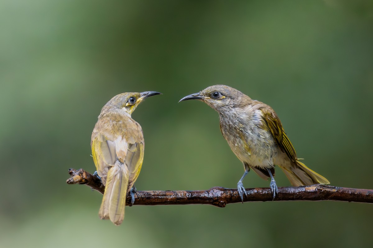 medosavka hnědavá - ML644598438