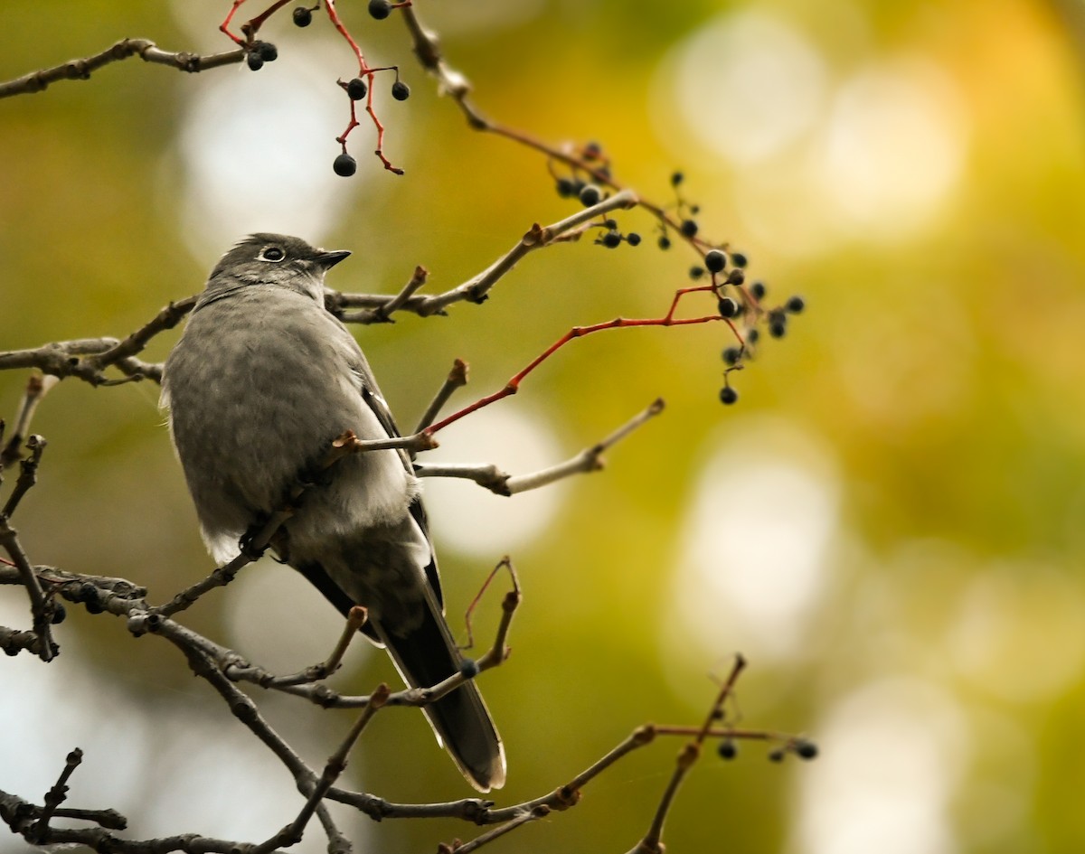 Townsend's Solitaire - ML644598439