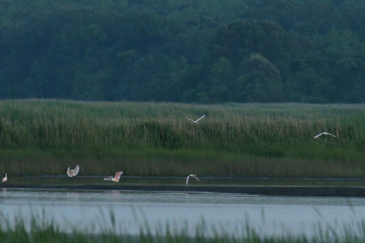 Roseate Spoonbill - ML644598440