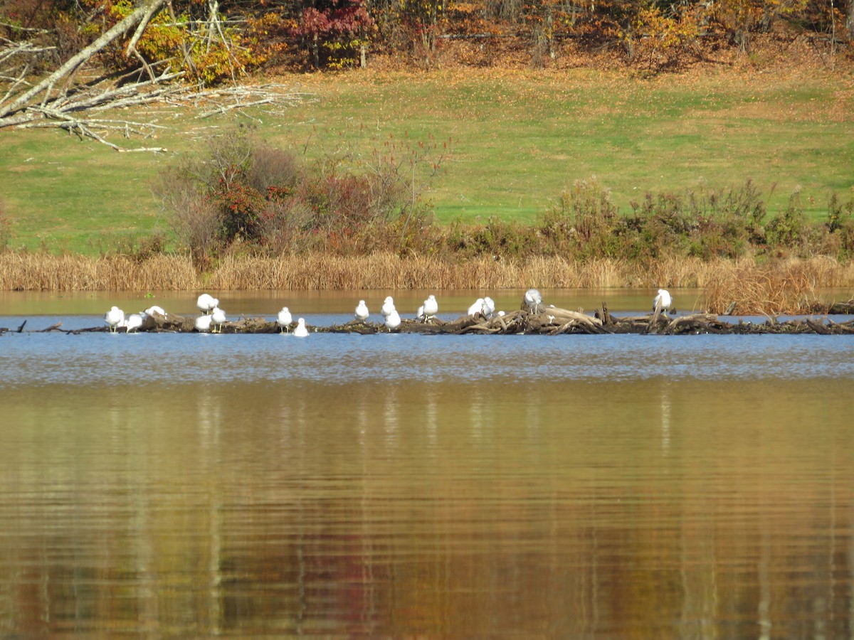 Ring-billed Gull - ML644598444